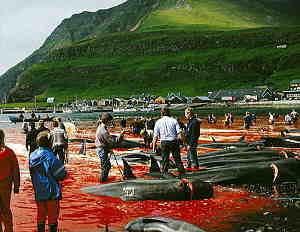 Faroe Islanders and their victims