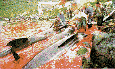 Faroese killing whales